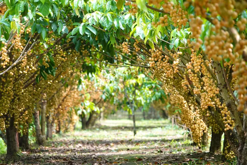 reisen nach vietnam im april, april in vietnam, orte in vietnam im april, wetter in vietnam im april, beste reisezeit für vietnam im april