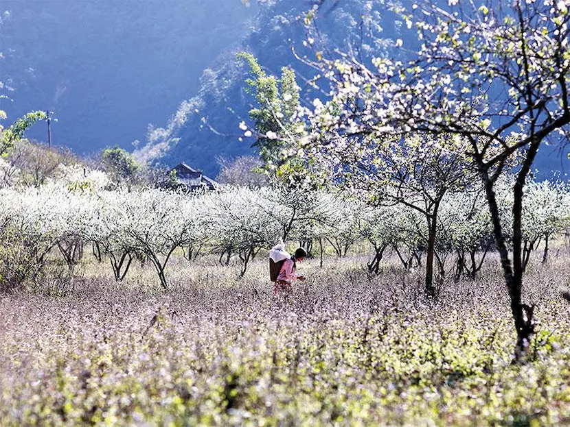 vietnam im märz, vietnam besuchen im märz, reisen nach vietnam im märz